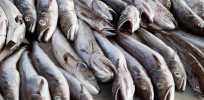 Decades of fishing permanently rewired the DNA of cod